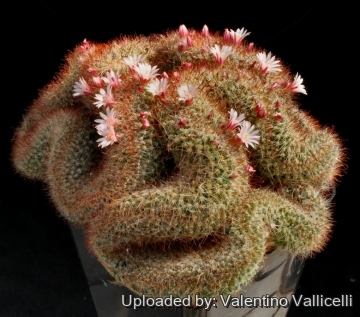 Mammillaria wildii f. cristata