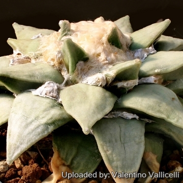 Ariocarpus elongatus