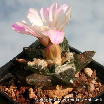 Ariocarpus intermedius