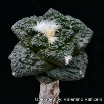 Ariocarpus fissuratus cv. Godzilla