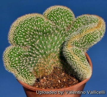 Cleistocactus sp. f. cristata clone A