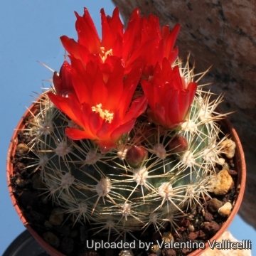 Rebutia neocumingii subs. trollii