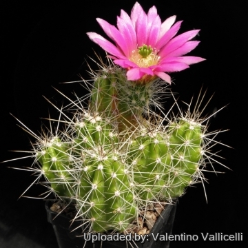 Echinocereus parkeri