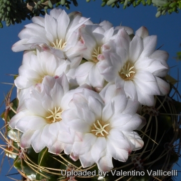 Gymnocalycium multiflorum