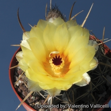 Parodia turecekiana