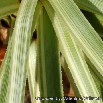 Beaucarnea gracilis f. variegata