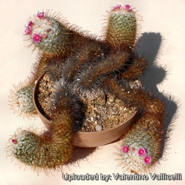 Mammillaria bombycina