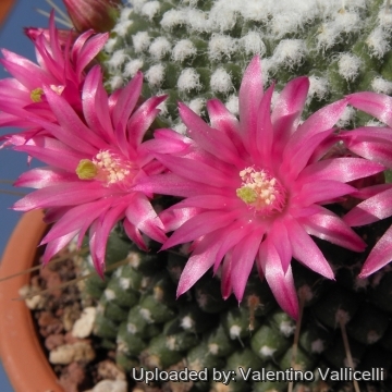 Mammillaria spinosissima cv. Un Pico Monstruosa
