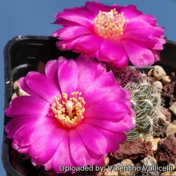 Rebutia mentosa subs. purpurea