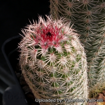 Echinocereus pseudopectinatus