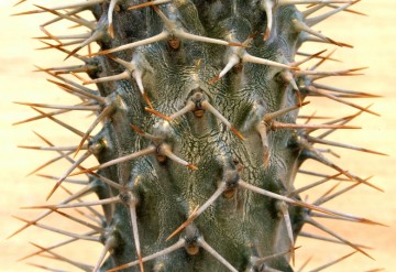 Pachypodium lamerei