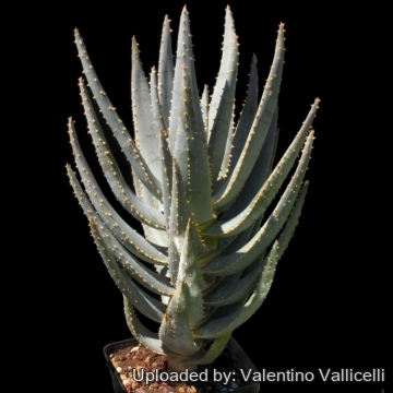 Aloe dichotoma