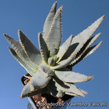 Aloe dichotoma