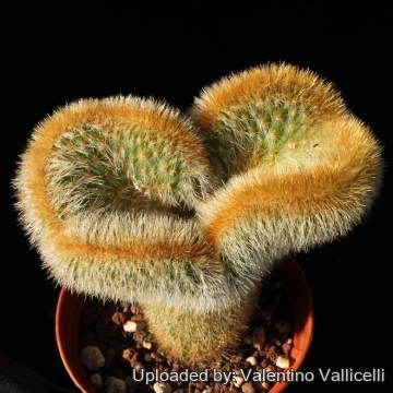 Cleistocactus winteri cv. Ring