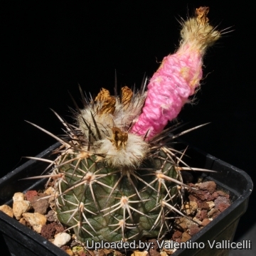 Islaya copiapoides var. chalaensis