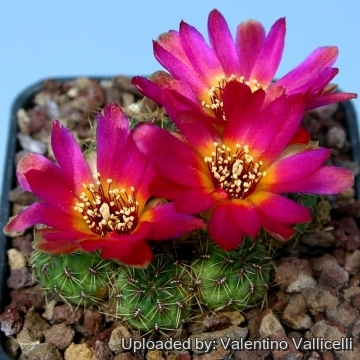 Sulcorebutia callecallensis