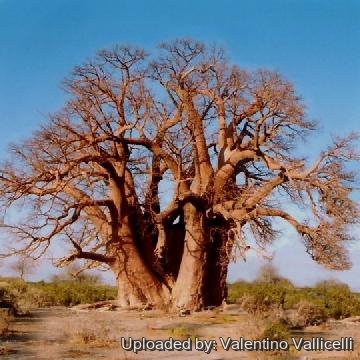 Adansonia digitata