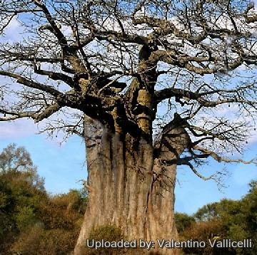 Adansonia digitata