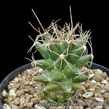 х Thelobergia hybrid