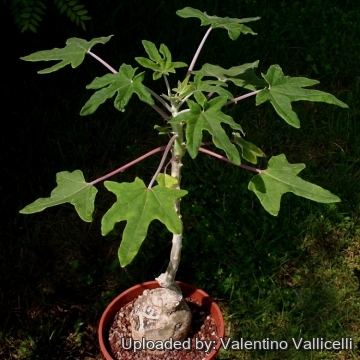 Uncarina decaryi