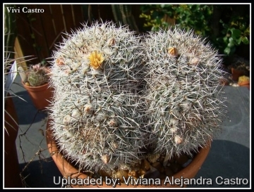 Mammillaria parkinsonii