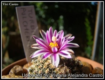 Turbinicarpus х pulcherrimus