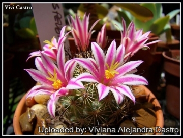 Mammillaria blossfeldiana