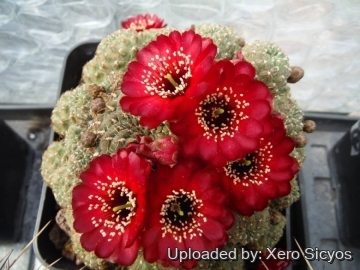 Sulcorebutia pasopayana