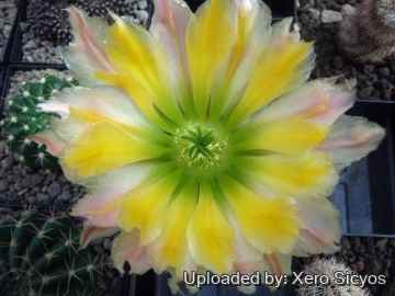 Echinocereus dasyacanthus