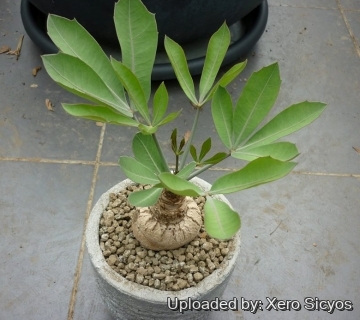 Cussonia paniculata