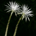 Flowers are of a superlative beauty, opening in the moonlight on a summer night and lasting for only till dawn. Flowers are of a superlative beauty, opening in the moonlight on a summer night and lasting for only till dawn.
