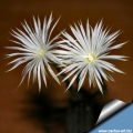 A large number of blooms are produced in succession. A large number of blooms are produced in succession.