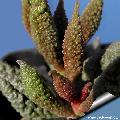 This species is highly variable in leaf texture colour. This species is highly variable in leaf texture colour.
