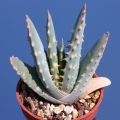 A young specimen A young specimen