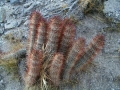 In habitat. (Neuquén province, Argentina) In habitat. (Neuquén province, Argentina)