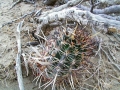 Habit at Bajada Del Agrio, Neuquen, Argentina. Habit at Bajada Del Agrio, Neuquen, Argentina.