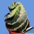 The so called ''Short spined'' form. This plant is a clone derived from vegetative propagation of the first original plant. The so called ''Short spined'' form. This plant is a clone derived from vegetative propagation of the first original plant.