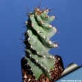 A very spiny form. A very spiny form.