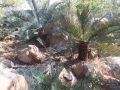 Some of the trunked specimens in the Jurassic Cycad Gardens Ex-Situ conservation collection. Some of the trunked specimens in the Jurassic Cycad Gardens Ex-Situ conservation collection.
