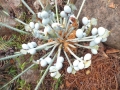 Cycas cairnsiana Female in seed. Cycas cairnsiana Female in seed.