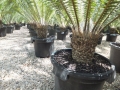 Dioon spinulosum@ www.cycadinternational.com Dioon spinulosum@ www.cycadinternational.com
