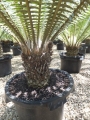 Dioon spinulosum@ www.cycadinternational.com Dioon spinulosum@ www.cycadinternational.com