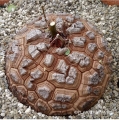 Dioscorea elephantipes (12 years old, 20 cm in diameter) Dioscorea elephantipes (12 years old, 20 cm in diameter)