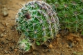 Mamillaria balsasoides with budding. Mamillaria balsasoides with budding.