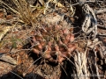 Gymnocalycium damsii with extreme spination, Mato Grosso do Sul, Brazil. Gymnocalycium damsii with extreme spination, Mato Grosso do Sul, Brazil.