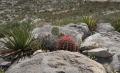 In habitat among agaves and prickly pears. In habitat among agaves and prickly pears.