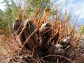 Spines and buds. Spines and buds.