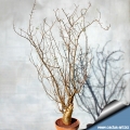 Bursera fagaroides ( in winter without leaves) Bursera fagaroides ( in winter without leaves)