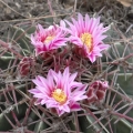 Blooming habit, Mexico. Blooming habit, Mexico.