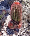 Blooming habit. Mexico. Blooming habit. Mexico.
